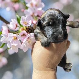 Ambrosia - Sable female German Shepherd puppy in Oakland, Oregon from VHM German Shepherds