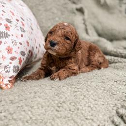 Brown Collar boy - Apricot male Goldendoodle puppy in Spokane, Washington from Dream Doodles in Spokane WA
