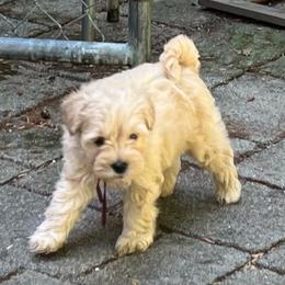 Audi - Wheaten male Miniature Schnauzer puppy in Port Orchard, Washington from Silver Bells Miniature Schnauzers