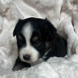 Maxwell - Black tri male Miniature American Shepherd puppy in Murray, Utah from Regal Miniature American Shepherds | Regal Miniature Australian Shepherds