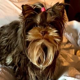 Whiney - Yorkshire Terrier