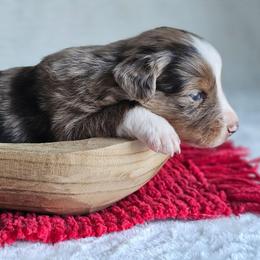 Rowdy - Red merle male Australian Shepherd puppy in Mountain Grove, Missouri from K Bar H Farms
