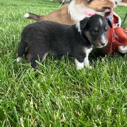 Teal - Black white and tan female Shetland Sheepdog puppy in Fontanelle, Iowa from Jensen Farms Shelties