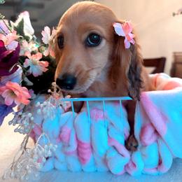 Darla - Dachshund