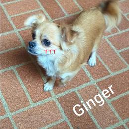 Ginger - Chihuahua