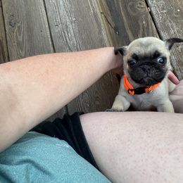 Pug All Grown Up from Delta pug puppies