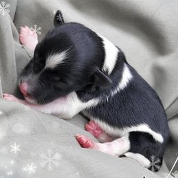 Otis AKC Imported Champion Lines - Black male Giant Schnauzer puppy in Saratoga Springs, Utah from Happy Beard Schnauzers