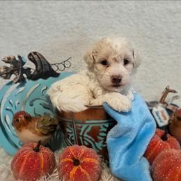 Frosty - Parti male Goldendoodle puppy in Gunnison, Utah from Curls and Camo Pups