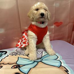 Adora - Apricot female Poodle puppy in Mobile, Alabama from Semmy’s Standard Poodle LLC