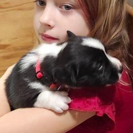 Moonshine (Red collar) - Black and white female Cardigan Welsh Corgi puppy in Omaha, Arkansas from DnD Corgis