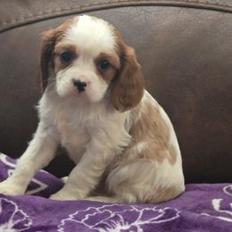 Cavalier King Charles Spaniel and Labrador Retriever Puppies from Britany C