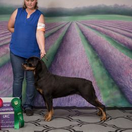 DEA - Rottweiler