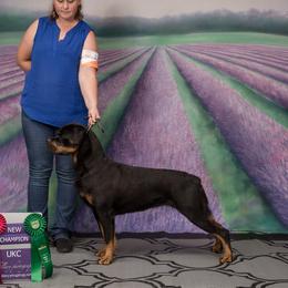 DEA - Rottweiler