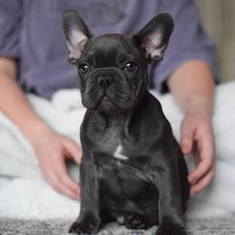 French Bulldog Puppies from Poppy’s Frenchies