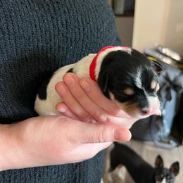 BUBBA - Black white and tan male Rat Terrier puppy in Decatur, Arkansas from KC’S Rat Terriers