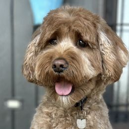 Rowan - Australian Labradoodle