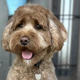 Rowan - Australian Labradoodle