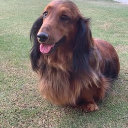 Dachshund All Grown Up from Rare Treat Dachshunds