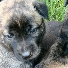 Girl 2 - Dutch Shepherd puppy from North Mountain Dutch Shepherds