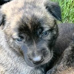 Girl 2 - Dutch Shepherd puppy from North Mountain Dutch Shepherds