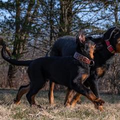Beauceron Puppies from Beaucerons Des Vents