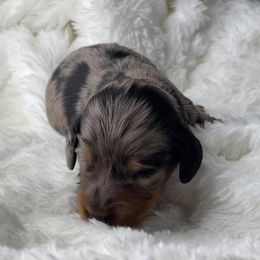 Dachshund Puppies from Hart Dachshunds