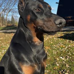Dax - Doberman Pinscher