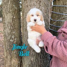 Jingle Bell - Yellow and white male Bernedoodle puppy in Mount Vernon, Missouri from PoodlelyDoodlely
