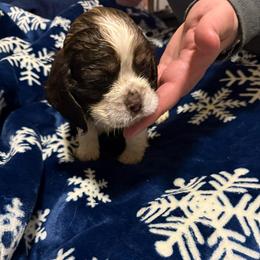Xaden - Brown white and tan male Cocker Spaniel puppy in Bliss, New York from AK Another Shot Kennel