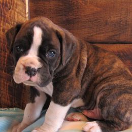 Boxers from Cunningham's Cuddly Canines
