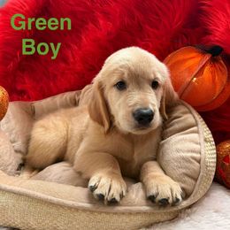 Golden Retriever Puppies from American True Golden retriever