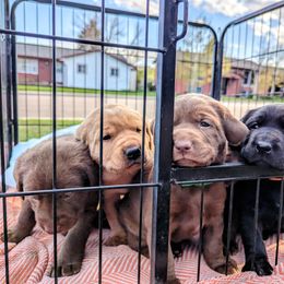 Dilute Retriever and Labrador Retriever Puppies from LC Hunting Labs, LLC.