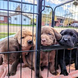 Dilute Retriever and Labrador Retriever Puppies from LC Hunting Labs, LLC.