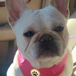 Opal - Cream female French Bulldog puppy in Graham, Washington from Olivia's Miniature Schnauzer's and French Bulldogs