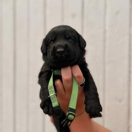 Dark Green - Black male Labrador Retriever puppy in At Henry, Ohio from Hickory Creek Labs