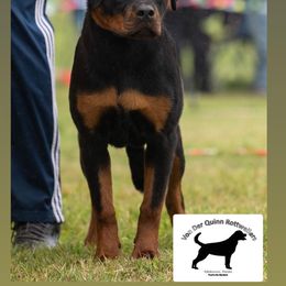 Rottweiler Puppies from Von Der Quinn Rottweilers