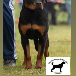 Rottweiler Puppies from Von Der Quinn Rottweilers