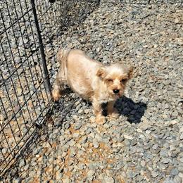 Dora - Yorkshire Terrier