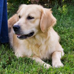 Pearl - Golden Retriever