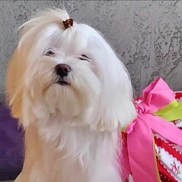 Stinker - Maltese
