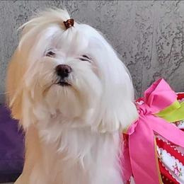 Stinker - Maltese