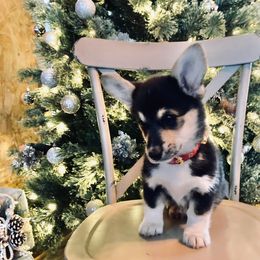 Girl 3 - Pembroke Welsh Corgi puppy in Stephenville, Texas from Boehm’s Pembroke corgis