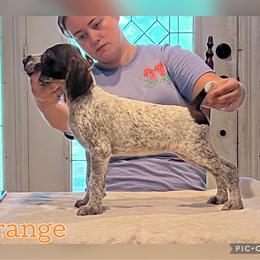Orange - Liver and white female German Wirehaired Pointer puppy in Umatilla, Florida from Double D Picards and GWPs