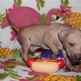 Peruvian Inca Orchid Puppies from Jasmine Rivera's Peruvian Inca Orchicds