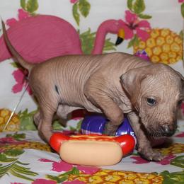 Peruvian Inca Orchid Puppies from Jasmine Rivera's Peruvian Inca Orchicds
