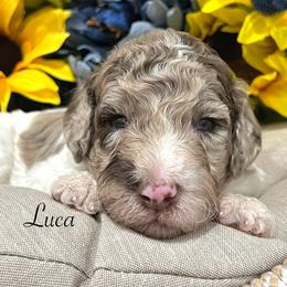 Goldendoodle Puppies from Real Life Furrytales
