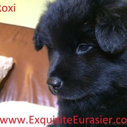 Eurasier Puppies from Exquisite Eurasier