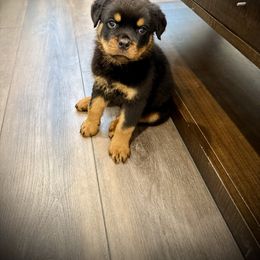 Remus - male Rottweiler puppy in Denver, Colorado from Denver Rottweilers