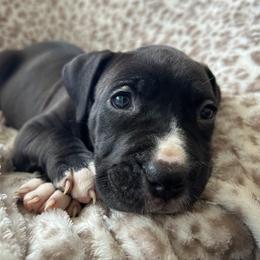 Luna - Seal brown female American Pit Bull Terrier puppy in Frederick, Maryland from •Wyngate Pits•