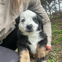 Luna - Black tri female Miniature Australian Shepherd puppy in Asheboro, North Carolina from Stellar Aussies